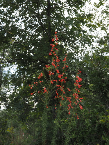 Ipomopsis rubra