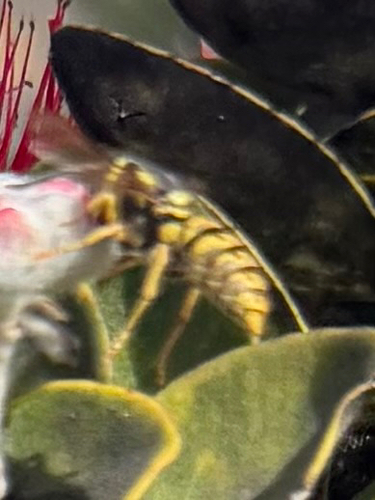 Vespula pensylvanica, 2026-07-09