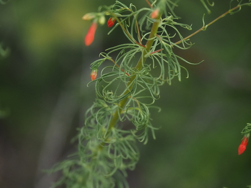 Ipomopsis rubra