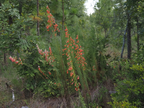Ipomopsis rubra