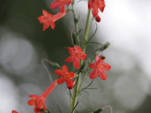 Ipomopsis rubra