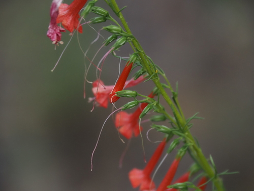 Ipomopsis rubra