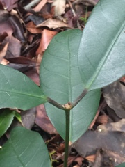 Anodendron benthamianum