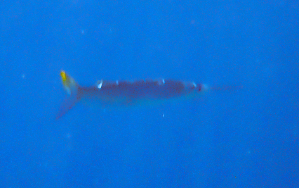 Bermuda-halfsnavel (Hemiramphus bermudensis) — Hemiramphidae