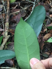Anodendron benthamianum