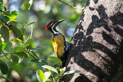 Dinopium benghalense