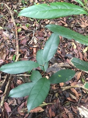Anodendron benthamianum