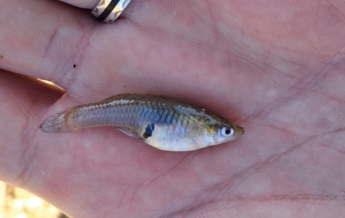 Eastern Mosquitofish