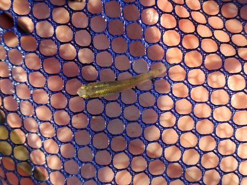 Eastern Mosquitofish