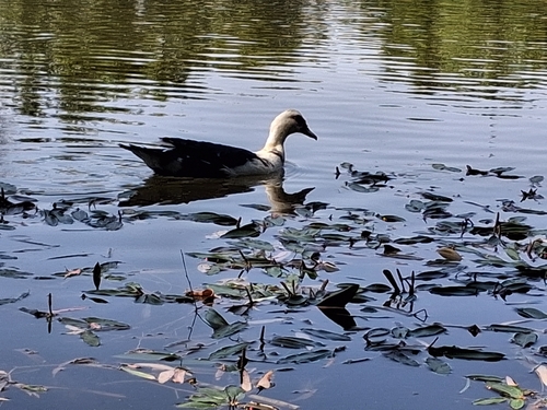 Domestic Muscovy Duck