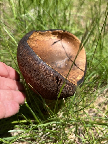 Red-mouth Bolete