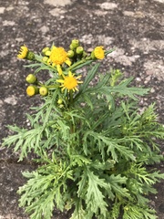 Jacobaea vulgaris