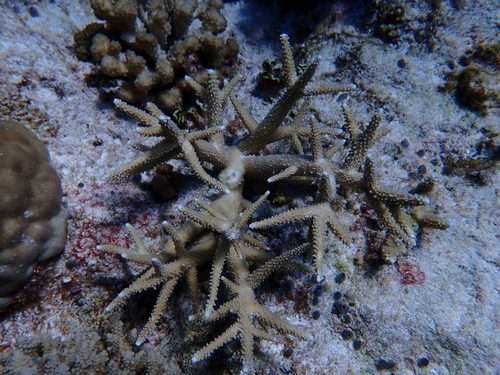 Acropora muricata observed 2026-07-11