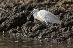 Egretta garzetta