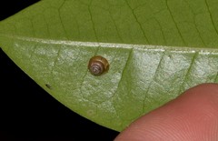 Coneuplecta calculosa