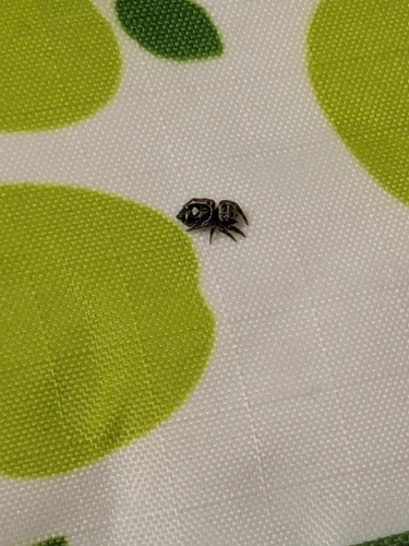 Bold Jumping Spider