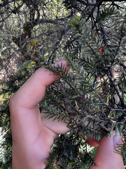 Melaleuca sieberi, photograph (c) Lucas Christofides, some rights reserved (CC BY)
