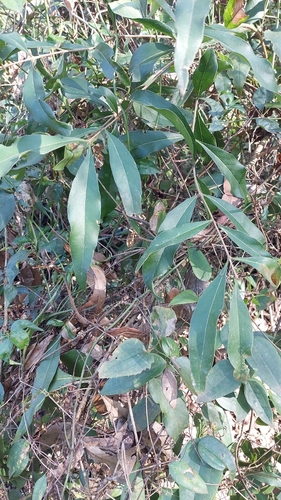Notelaea longifolia, photograph 5