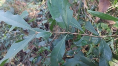 Notelaea longifolia, photograph (c) Ruth Palsson, some rights reserved (CC BY-SA)