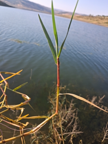 knot grass