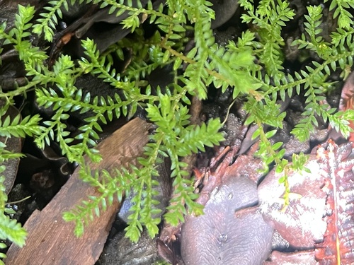 Selaginella kraussiana, 2026-07-11