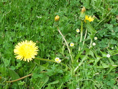 Taraxacum officinale