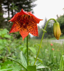 Lilium grayi