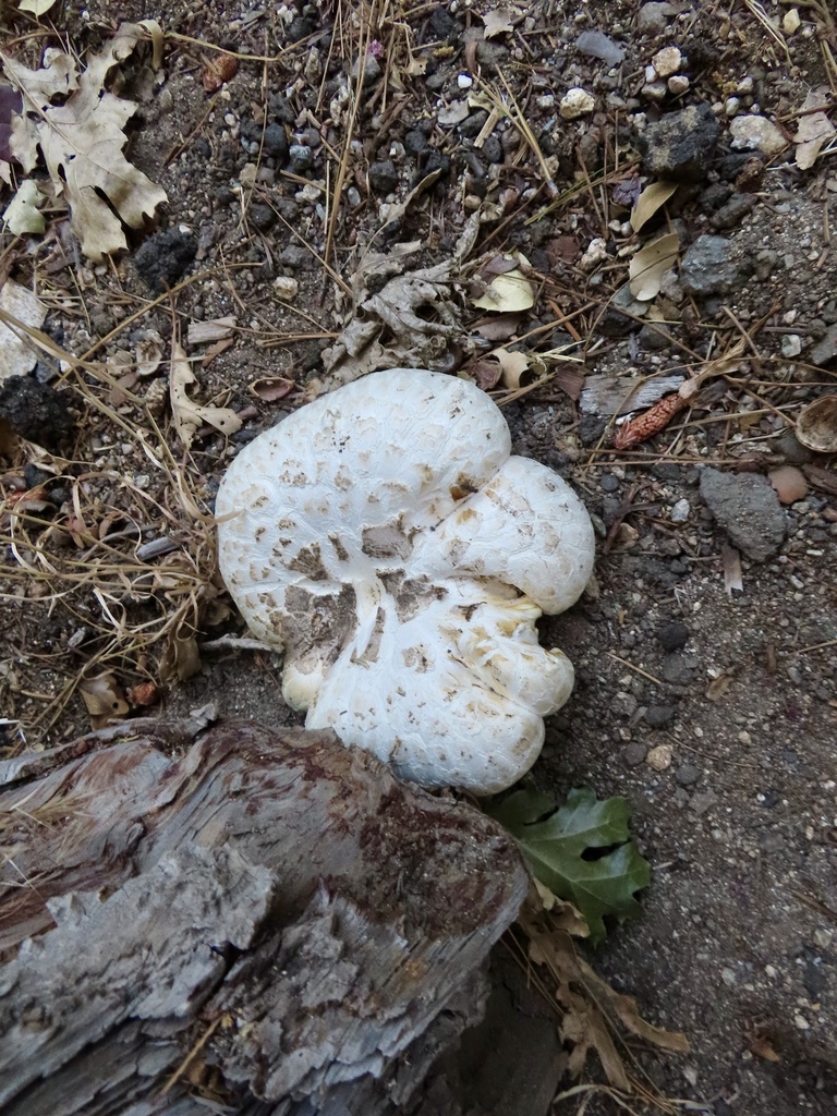 Giant Sawgill · July 2026 · photo: Photo: (c) Jim B, some rights reserved (CC BY) · iNaturalist