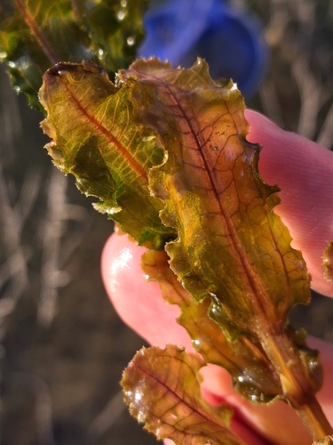 Curly-leaf Pondweed