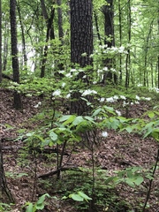Rhododendron alabamense