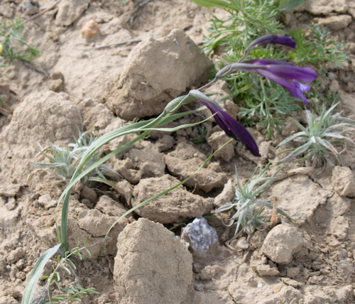 Steppe Gladiolus