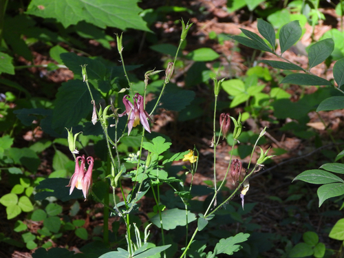 Aquilegia oxysepala, 2026-06-22