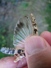 Dissosteira spurcata