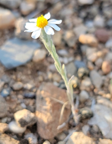 Eriophyllum lanosum, photograph 2