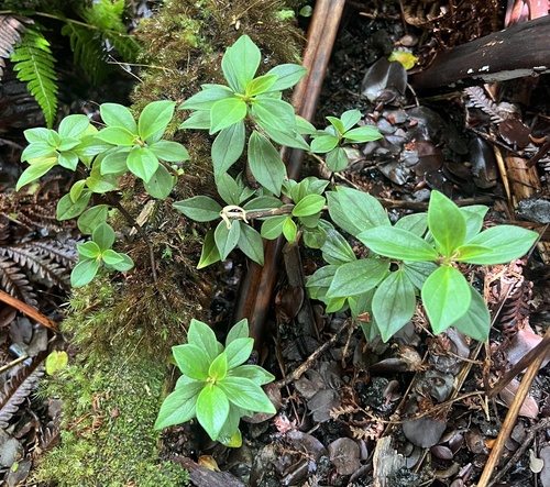 Peperomia hypoleuca observed 2026-07-11