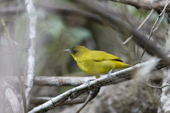 Golden-Bellied White-Eye photo 2