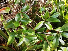 Stephanotis floribunda