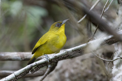 Golden-Bellied White-Eye photo 1