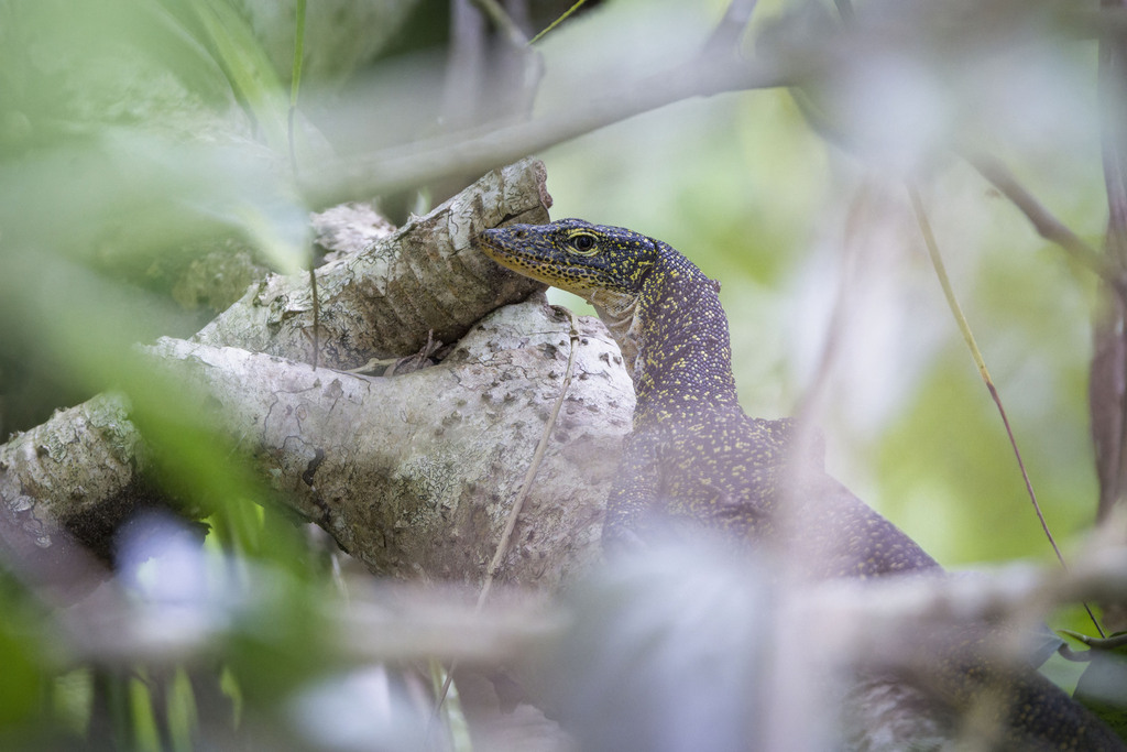 Kei Islands Monitor
