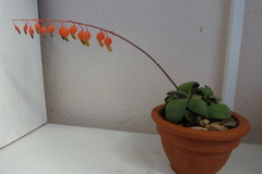 Gasteria glomerata