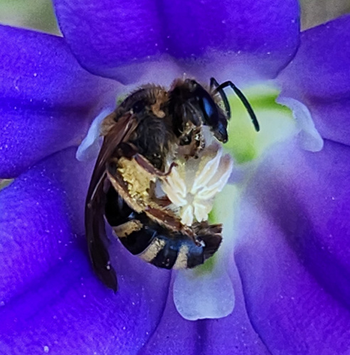 iNaturalist observation photo of Wide-striped Sweat Bee