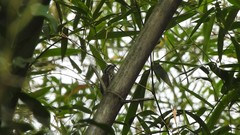 Picumnus innominatus