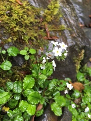 Trigonotis formosana elevatovenosa