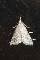Leptosteges parthenialis