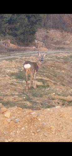 Western Roe Deer