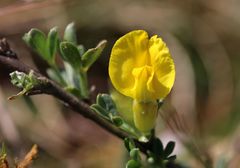 Chamaecytisus ratisbonensis
