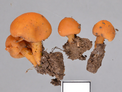 Macrocystidia reducta