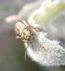 Trirhabda luteocincta