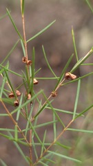 Baeckea linifolia, photograph (c) Petra Holland, some rights reserved (CC BY)