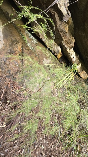 Baeckea linifolia, photograph 2
